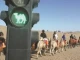 В пустинята сложиха светофари за камили. Причината: задръствания
