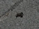 Снимка на скорпион, открит в България, взриви мрежата
