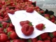 Производител: Доста хора искат направо от полето да си купят ягодите