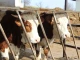 Кампания 2024: Бюджетът за обвързаните плащания за животновъди е над 63,5...