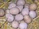 Яйцата от тази птица са новата виагра, има ги и в България