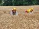 Министър Тахов от Златитрап: Над 6 млн. тона е очакваната реколта от пшен...