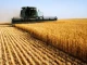 Откри се жътвата в Пловдивско. Зърнар: Разходите на декар пшеница са към ...