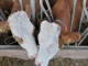 В момента в България няма млечна ферма, която да не е на загуба, заливат ...