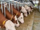 Европейската прокуратура обвини в измама на наш млекопроизводител