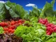 Ще можем да се храним с биологични зеленчуци и плодове