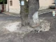 Освободиха от асфалта вековния чинар в Белащица