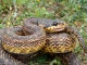 В България няма отровни змии, която да убият здрав човек при оказана навр...