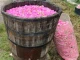 Учени откриха, че розовото масло може да подмладява