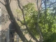 Кметицата на "Западен" обясни защо режат дървета