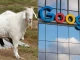 200 кози работят за Google