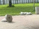 Ученичка счупи чешма в Пловдив, майката в шок - поискали й 800 лева