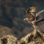 Golden Eagle
