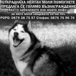 Ivelina Stamatova