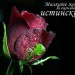 chervenarozaa83