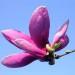 flower9