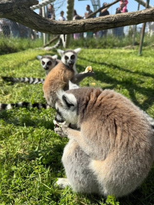 Снимка