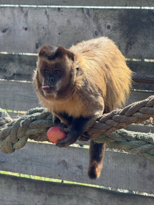 Снимка