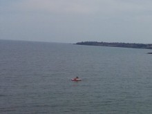 Свръхпопулация на делфини в Черно море