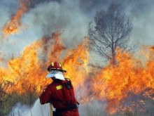 4 вили изгоряха в Отец Паисиево