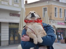 Община Пловдив с обръщение към собствениците на животни