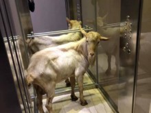 Кози вършеят из "Оазис"-а в "Смирненски", ползват асансьори и търсят апартаменти