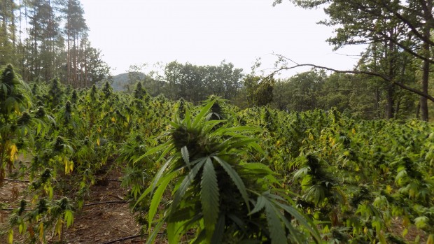 Нива с около 5400 растения марихуана е открита в близост