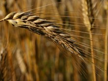 Ниски котировки на пшеницата на международните пазари
