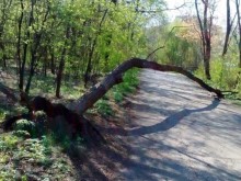 Дърво падна върху дете в Пловдив!