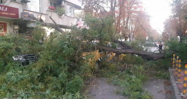 petel bg
Огромно дърво е паднало снощи на ул Братя Миладинови в