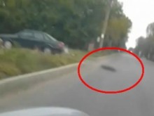Заснеха шофьор да влачи куче, вързано за колата му