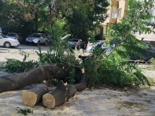 Голямо дърво се стовари и причини щети в центъра на Пловдив