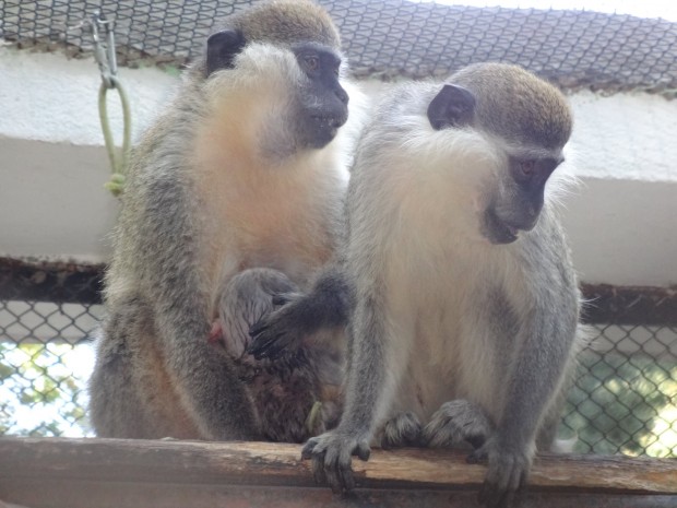 Фейсбук
Маймунче се роди във варненския зоопарк на 24 октомври научи