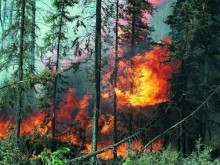 117 пожара в сухи треви и отпадъци само за седмица