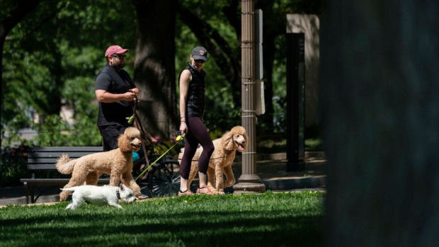 GettyImages
Разходката на куче в парка повишава риска от зараза с
