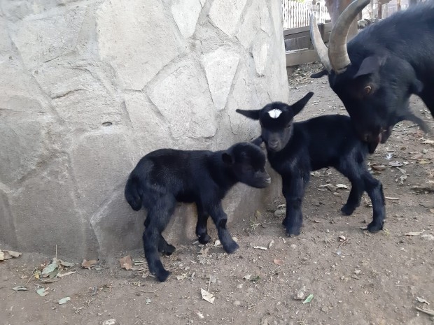 Малките камерунски козлета в зоопарка на Варна ще се казват