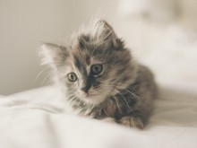 Сицилианец нарита безмилостно малко коте, ще плаща глоба от 10 000 евро