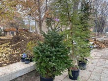 В градския парк на Куклен залесиха 800 дървета и храсти