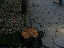 Читател: Докога ще режат здрави дървета в Пловдив?!