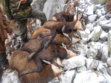 Тома Белев показа потресаващи снимки на убити бременни диви кози (18+)