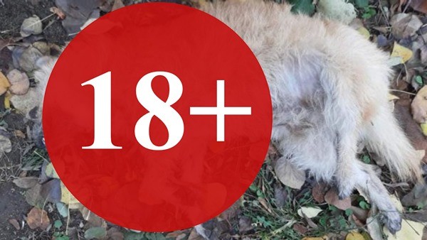 Фейсбук
Няколко кучета са били убити в кв Аспарухово научи Varna24 bg