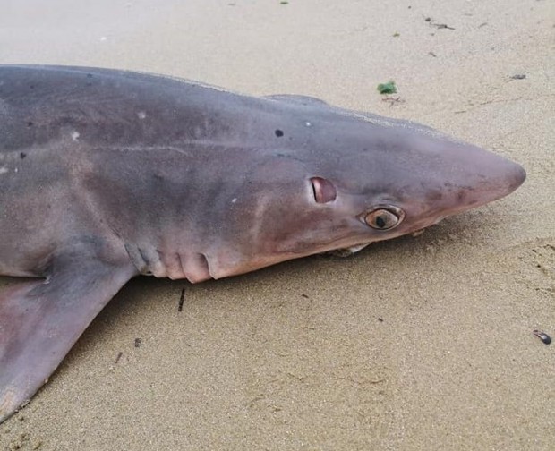 Фейсбук
Тялото на мъртва акула изплува край Траката научи Varna24 bg от