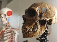 Откритие в България обори погрешно твърдение за неандерталците и хомо сапиенс
