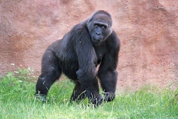Няколко горили в зоопарка в Сан Диего са дали положителни