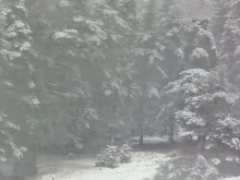 Сняг вали на "Хижа Здравец" и "Копривките"