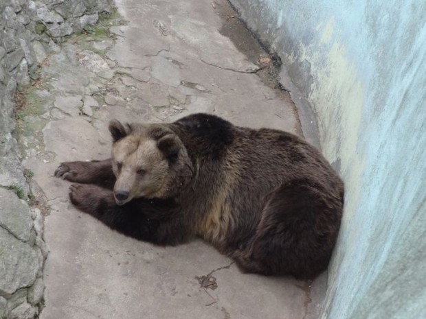 Фейсбук
От зоокъта във Варна обясниха кои животни при тях спят