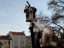 Премахват изсъхнали дървета в центъра на Пловдив