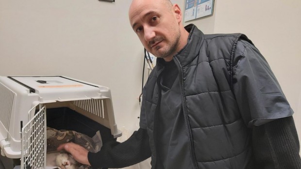 Ветеринарен лекар от Пловдив успя да спаси паднало от висок