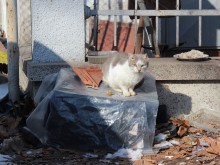 Пловдивчанки се грижат за бездомни животни в студа, съседи ги трепят с пиратки от балкона