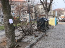 Разчистват опасна растителност от "Гроздовия пазар"